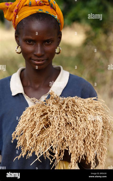 Rice Farming Bignola Senegal Hi Res Stock Photography And Images Alamy