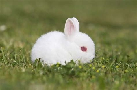 Why Do White Rabbits Have Red Eyes