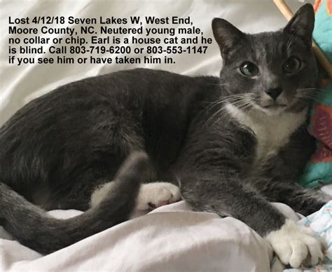 Lost Cat Gray And White Tuxedo Cat In West End Cat Is