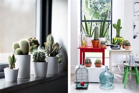 Las plantas colgantes le dan una vida muy diferente a una estancia, ya sea dentro de la casa como. 25 ideas de decoración con cactus y suculentas | Plantas