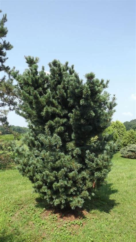 Pinus Parviflora Gimborns Ideal Gimborns Ideal Japanese White