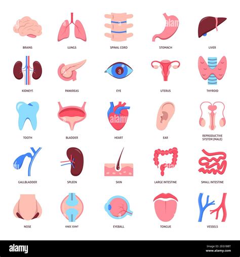 Human Organs Icon Set In Flat Style Medical Anatomy Symbols Collection