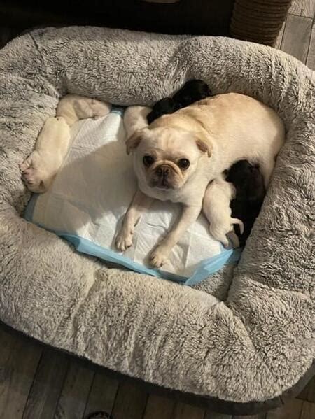 Pug Dogs And Puppies For Sale