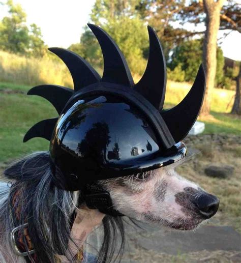 Dog Bike Helmet Dog Helmet Biker Dog Biking With Dog