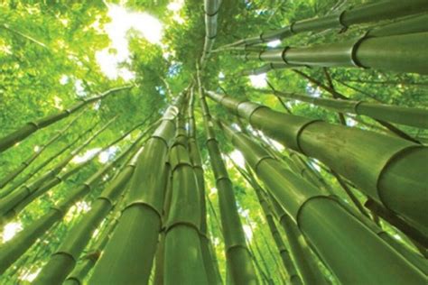 50 Giant Bamboo Seeds Privacy Plant Garden Clumping Shade Screen 387 US