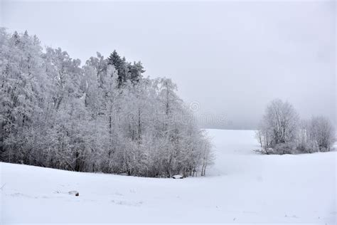 Snowy And Frosty Landscape In The Forest Stock Image Image Of