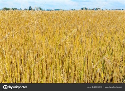 Field Wheat Sky — Stock Photo © Olgaleschenko 292492844
