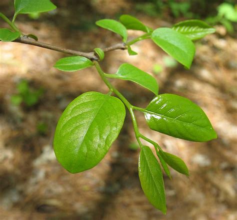 Diagnose & treat leaf curl / yellowing leaves (inc. Using Georgia Native Plants: New Leaves