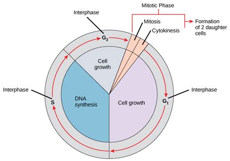 62 The Cell Cycle Biology Libretexts
