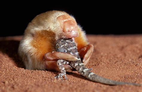 The Southern Marsupial Mole Is Preposterous Even By Australian Standards
