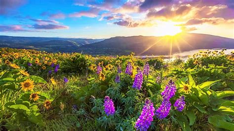 Lupine Flower Fields Sunset Sky Splendor Purple Mountains Wild