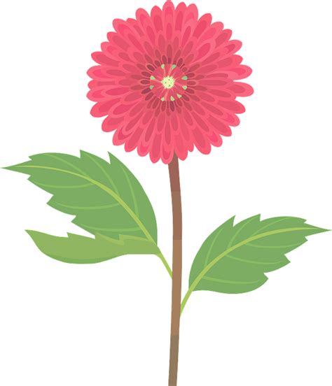 Pink Dahlia Flower Clipart Free Download Transparent Png Creazilla