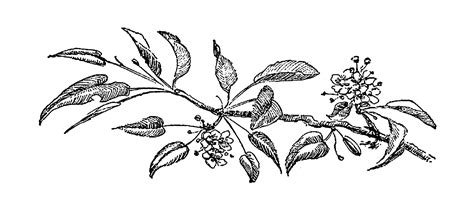 Digital Stamp Design Flower Botanical Artwork Drawings Cherry Blossom