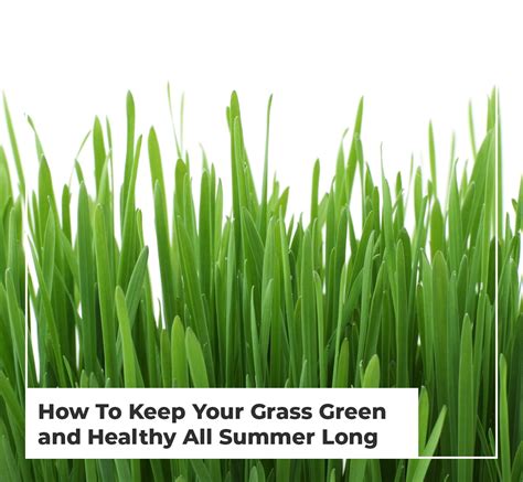 How To Keep Your Grass Green and Healthy All Summer Long