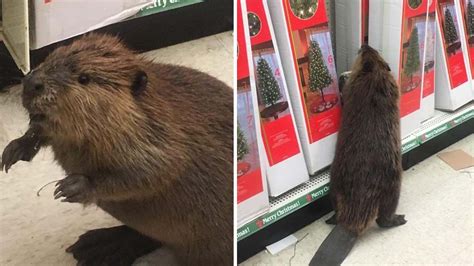 Eager Beaver Goes Christmas Shopping Abc13 Houston
