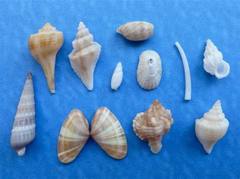 Miniature Seashell Zone I Love Shelling