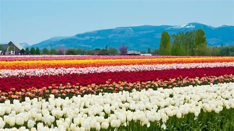 These 2021 Tulip Festivals Are The Absolute Must See This Spring Narcity