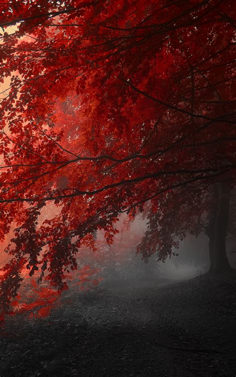 Free Download 4k Wallpaper Nature Trees Autumn Red Gray 4288x2848