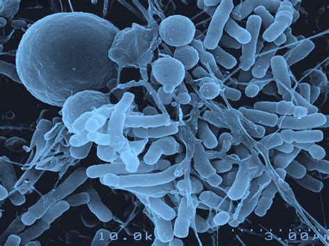 Importancia De Las Bifidobacterias En La Salud A Largo Plazo Blog