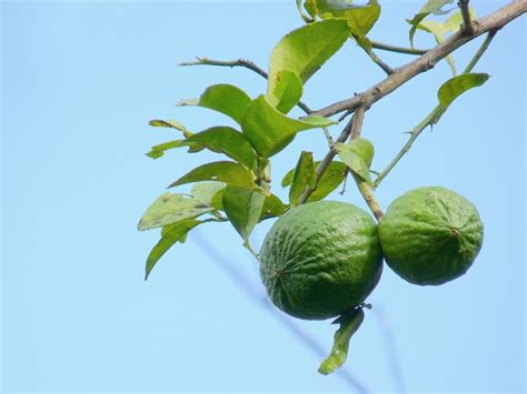 The West Indian Lime Popularly Known As Key Lime Things Guyana