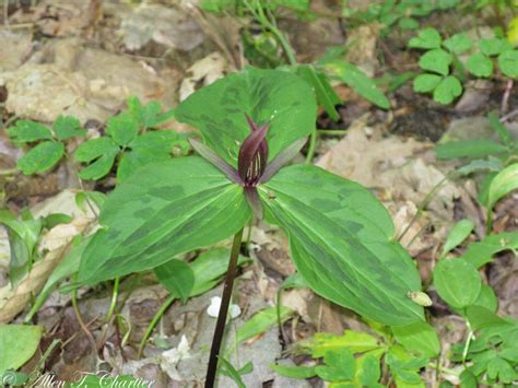 Trillium Sessile