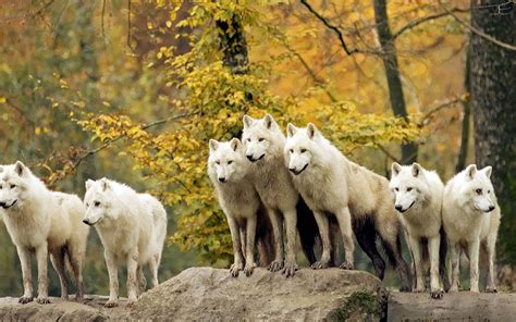 Wallpapersity Wolf Pack Wallpaper With Many Wolves