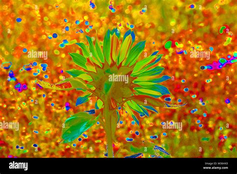 Psychedelic Sunflower Flower Power Stock Photo Alamy
