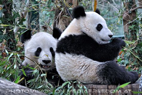 Große Pandas 17 Tiergarten Schönbrunn