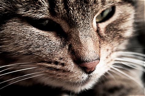 Wallpaper Nose Whiskers Wild Cat Eye Fauna Vertebrate Facial