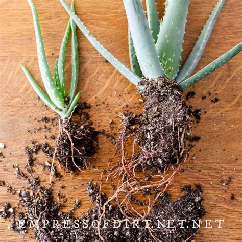 Aloe Vera How To Propagate New Plants From Pups