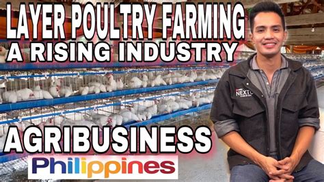 Layer Poultry Farming A Rising Industry Poultry Farming Philippines