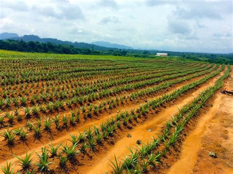 How To Start Lucrative Pineapple Farming In Commercial Scale Wealth