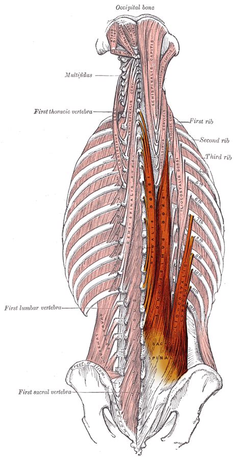 The Erector Spinae Muscles