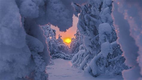Snow Covered Path Between Snow Covered Trees During Sunrise Hd Winter