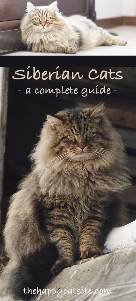 Siberian Cat A Complete Guide To The Unique Siberian Forest Cat