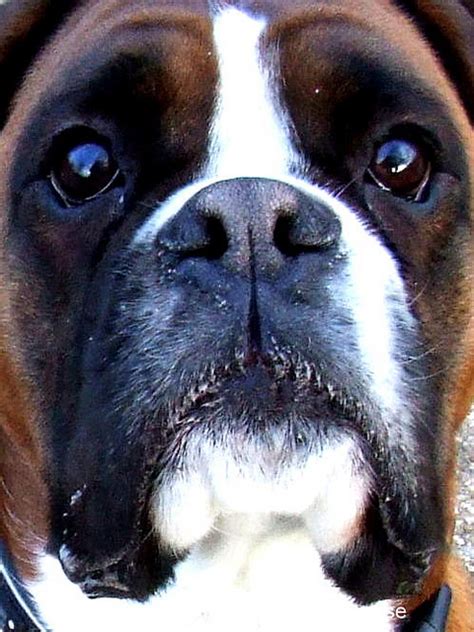 Boxer Dog Eye Boogers Tips For Proper Eye Care Boxer Dog Info And
