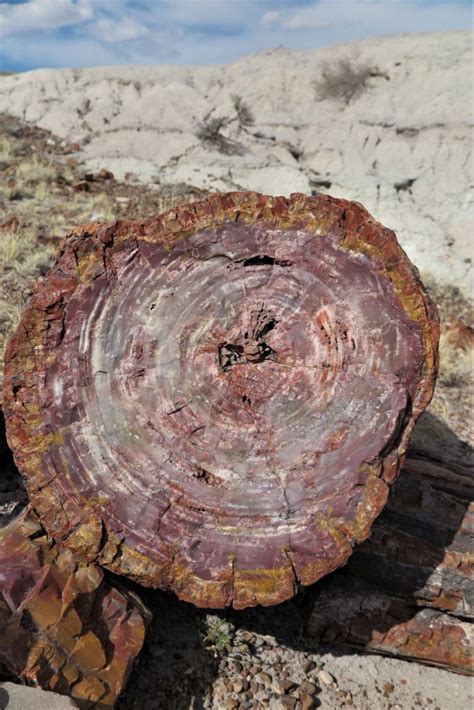 Petrified Forest Painted Desert Az Important Information And What Not