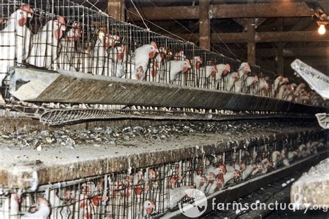 The Life Of Battery Caged Egg Laying Hens Humane Decisions