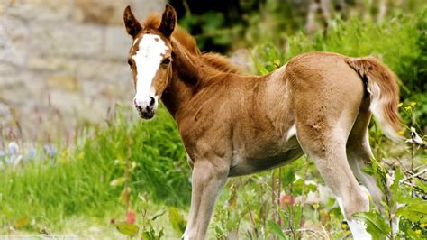 Only the best hd background pictures. 39+ Paint Horse Wallpaper for Computer on WallpaperSafari