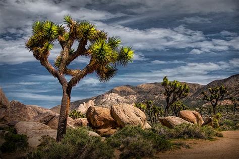 Joshua Tree National Park Mojave Desert California Desert Etsy