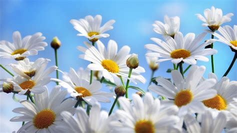 Free Download Summer Flowers Wallpapers 1920x1080 For Your Desktop