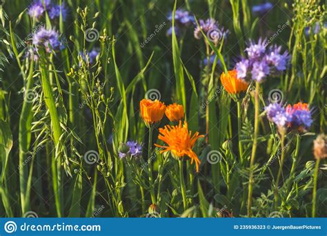 Colorful Flowering Herb Meadow With Purple Blooming Phacelia Orange