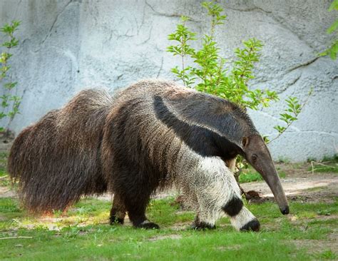 The Giant Anteater Has A Long Nose A Tongue That Can Be Up To 2 Feet