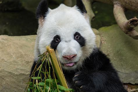 Panda Bear Eating Bamboo Portrait Photograph By David Gn Pixels
