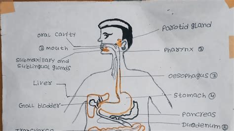 Short Notes Of Digestion Absorption Ncert Class11 Neet Exam YouTube