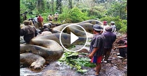 Download Video World Biggest Anaconda Snake Found In