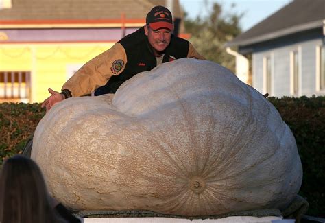 Worlds Heaviest Pumpkin Grown In Napa Valley Weighs More Than 2000