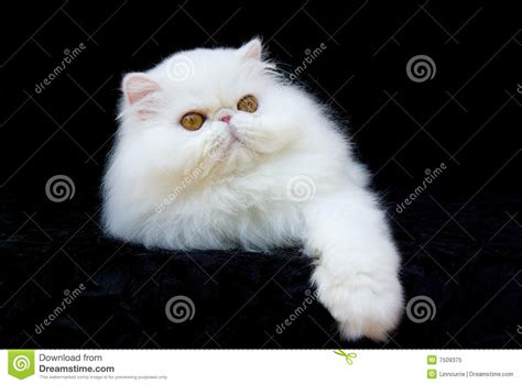 Silver and gold persians include the chinchilla longhair, shaded silver, and. Cat Persian Copper Eyed White Stock Image - Image of ...