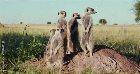 4k View Of A Small Group Of Meerkats Sunning Themselves In The Early