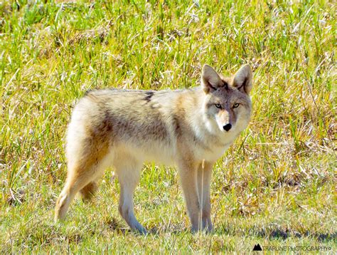 Five Interesting Facts About Coyotes Montana Hunting And Fishing
